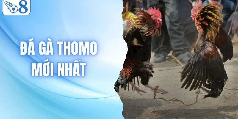 Đá Gà Thomo Mới Nhất - Chia Sẻ Kinh Nghiệm Bách Thắng