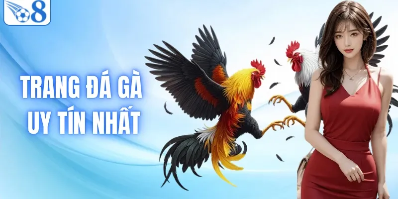 Top 3 Trang Đá Gà Uy Tín Nhất Do Người Dùng Đánh Giá